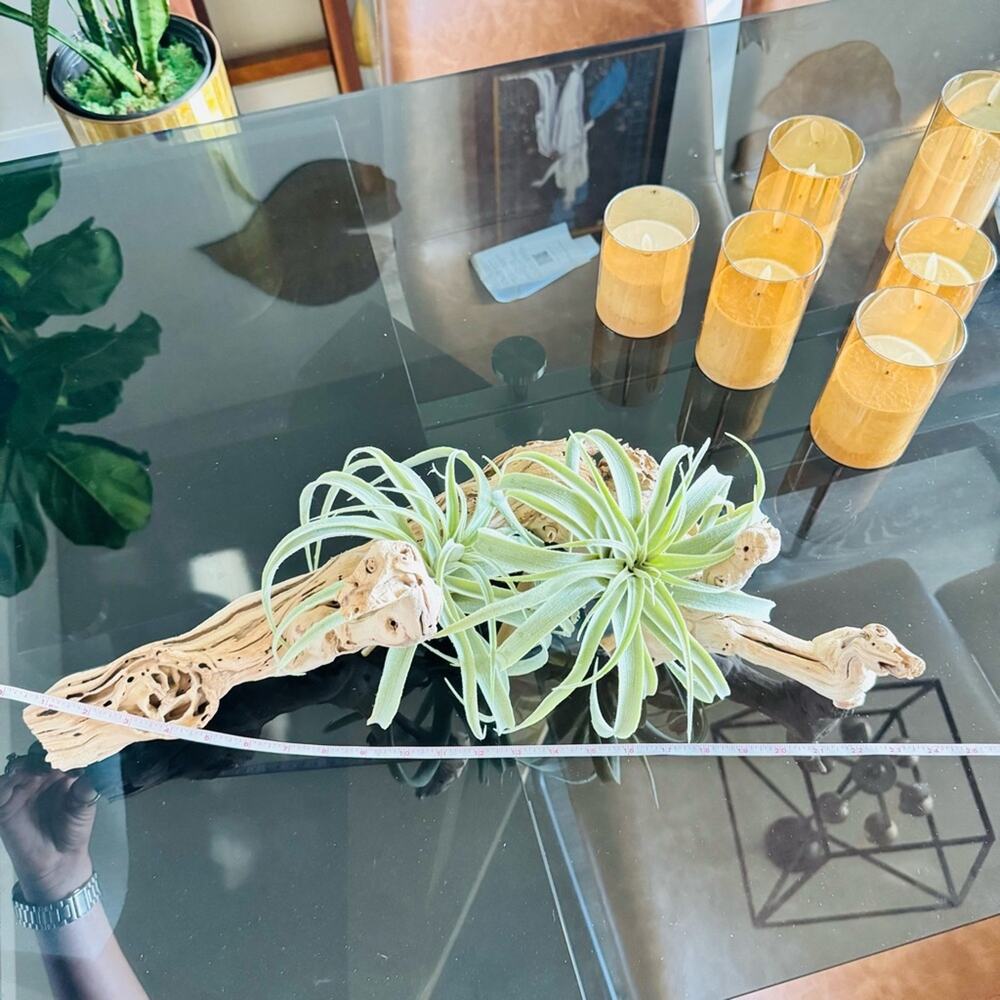 NEW POTTERY BARN Tan Grape Wood Mint Green Faux Air Plant Tabletop Decor Display - Picture 9 of 13
